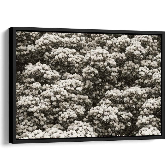 Sepia Rhododendron #120