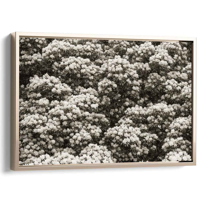 Sepia Rhododendron #120