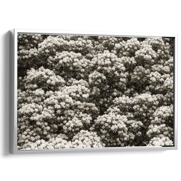 Sepia Rhododendron #120