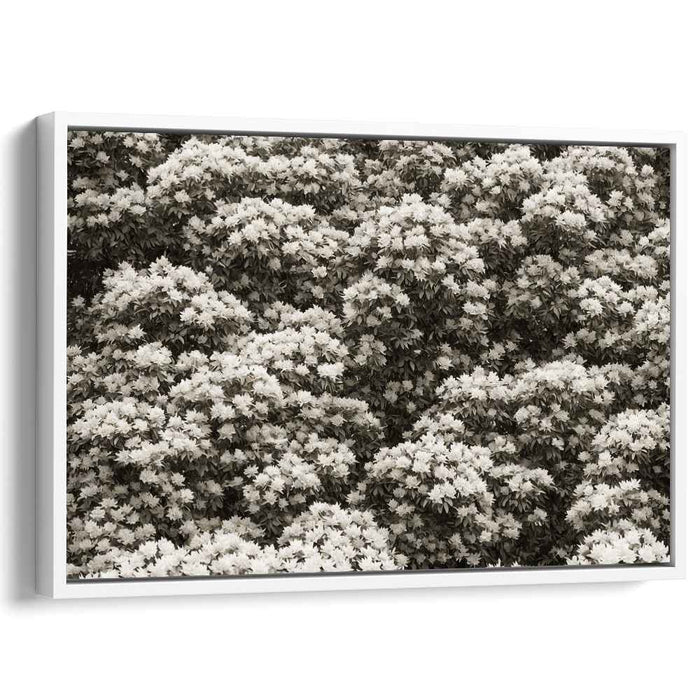 Sepia Rhododendron #120