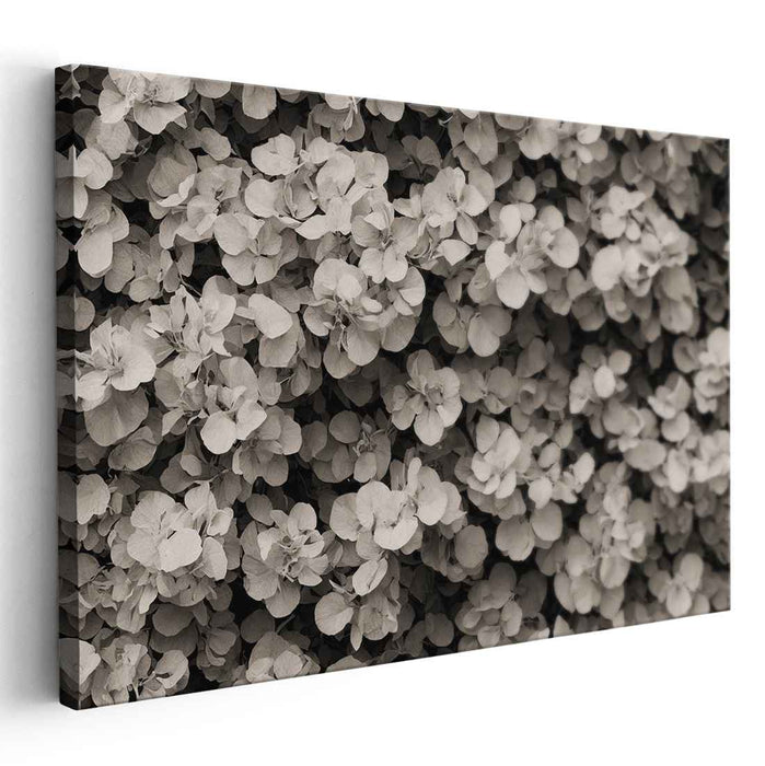 Retro Botanical Echoes: Sepia-Toned Botanical Study Canvas Art Print