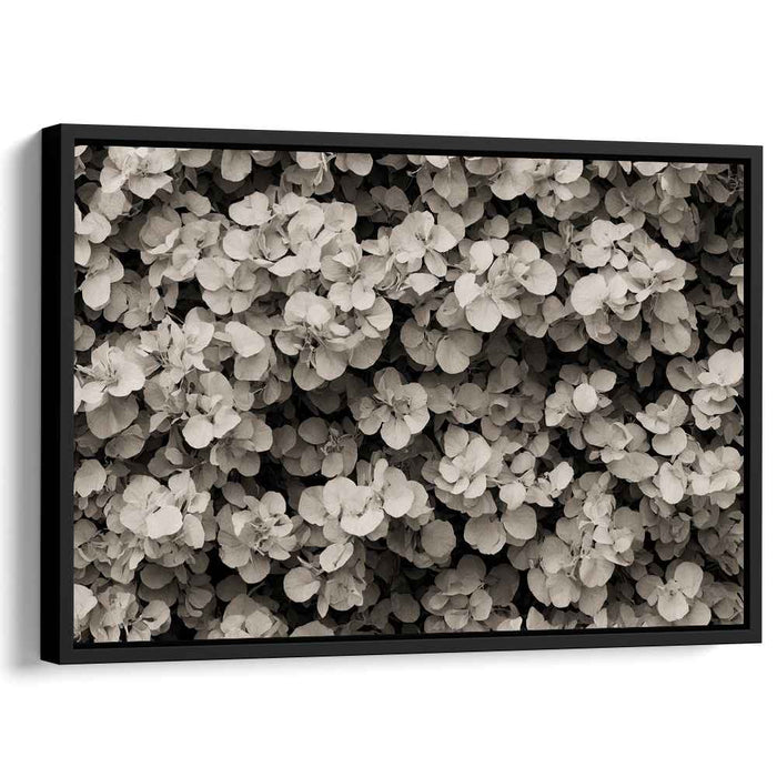 Retro Botanical Echoes: Sepia-Toned Botanical Study Canvas Art Print