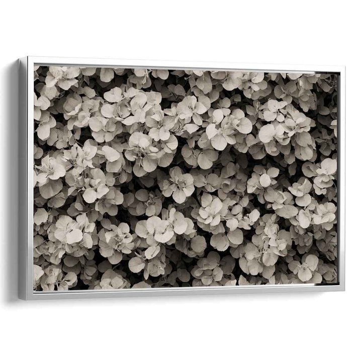 Retro Botanical Echoes: Sepia-Toned Botanical Study Canvas Art Print