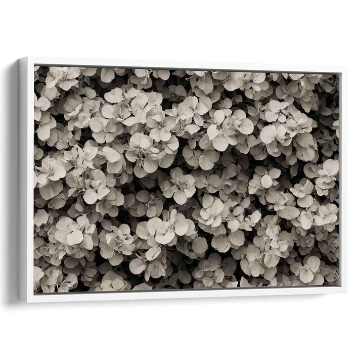 Retro Botanical Echoes: Sepia-Toned Botanical Study Canvas Art Print