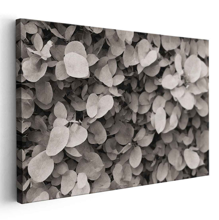 Geometry of Flora: A Study in Nature's Patterns