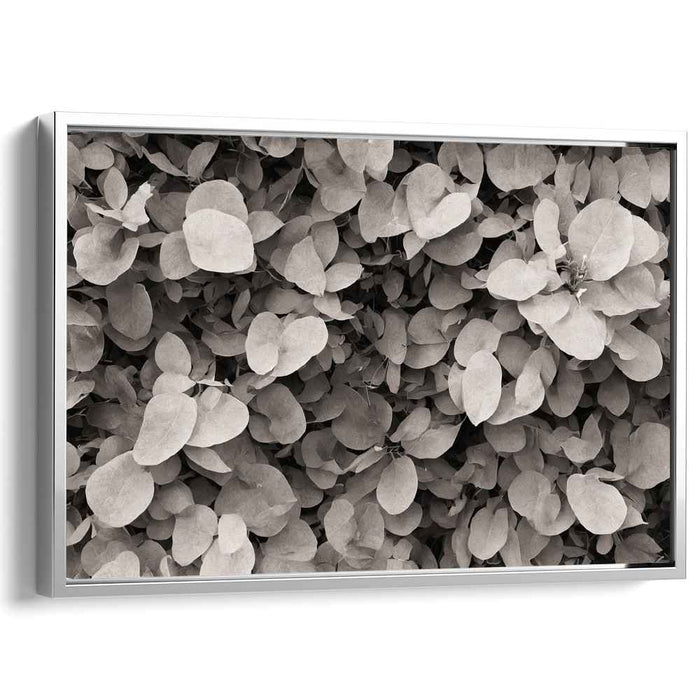 Geometry of Flora: A Study in Nature's Patterns