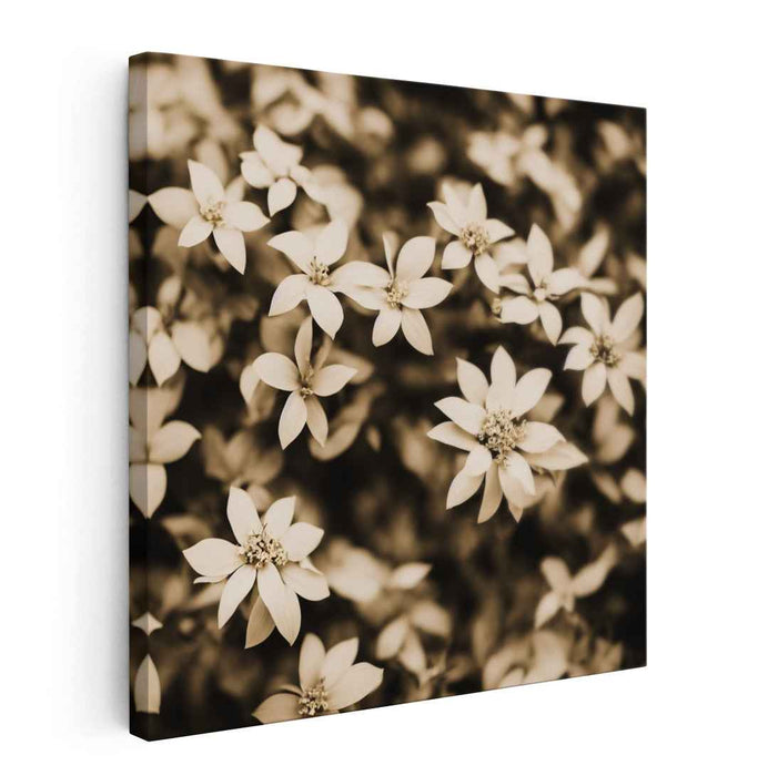 Sepia Tropical Flowers #008