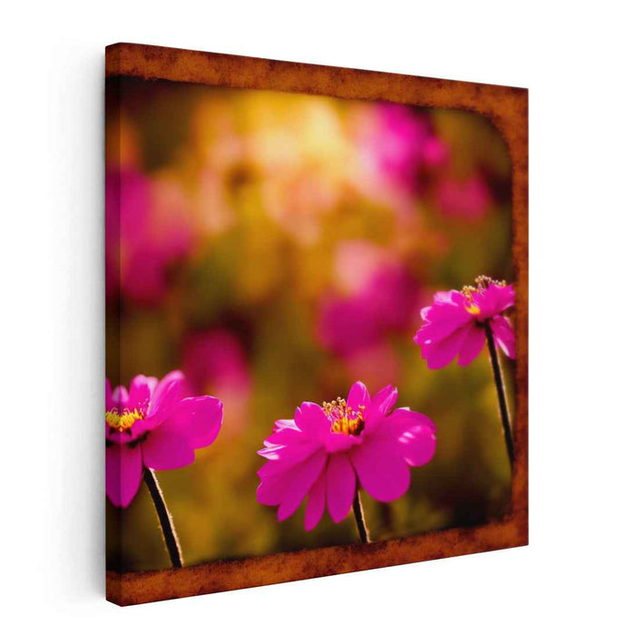 Roseate Cosmos Brilliance: Vivid Pink Cosmos in Golden Light Canvas Art