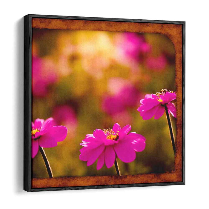 Roseate Cosmos Brilliance: Vivid Pink Cosmos in Golden Light Canvas Art