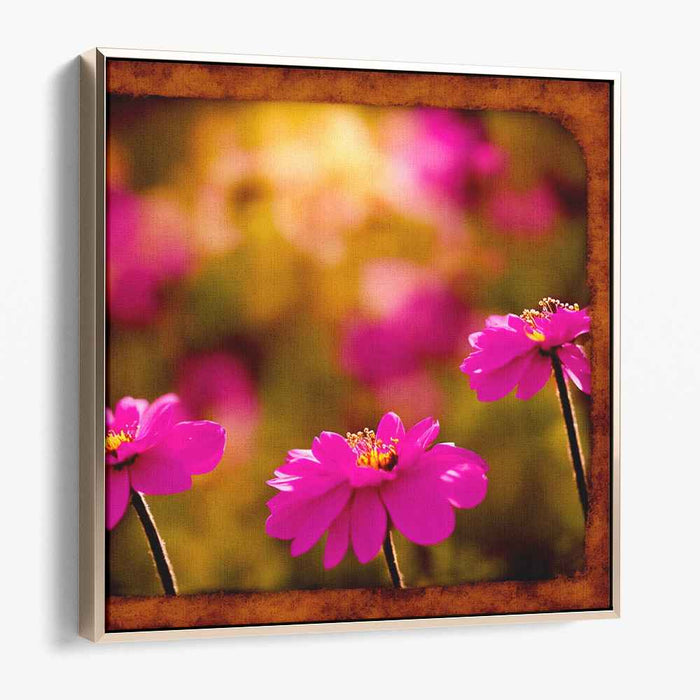 Roseate Cosmos Brilliance: Vivid Pink Cosmos in Golden Light Canvas Art