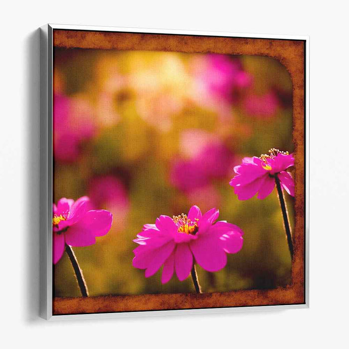Roseate Cosmos Brilliance: Vivid Pink Cosmos in Golden Light Canvas Art