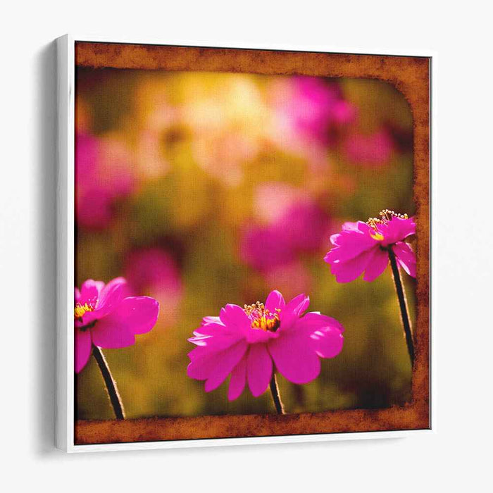 Roseate Cosmos Brilliance: Vivid Pink Cosmos in Golden Light Canvas Art