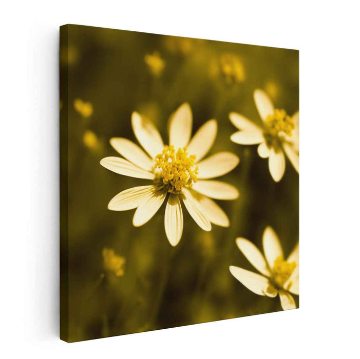 Sepia Wild Flowers #003