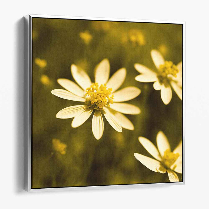 Sepia Wild Flowers #003