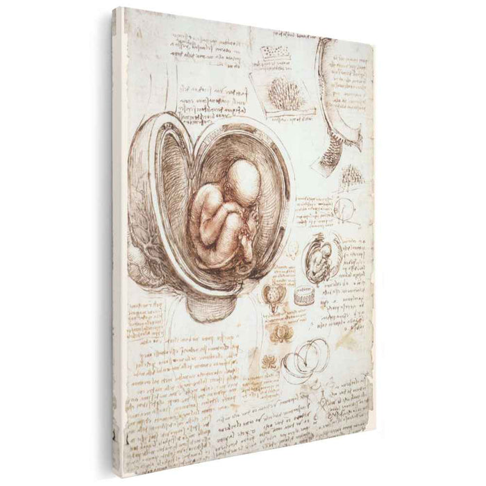 Studies of the foetus in the womb (1513) by Leonardo da Vinci