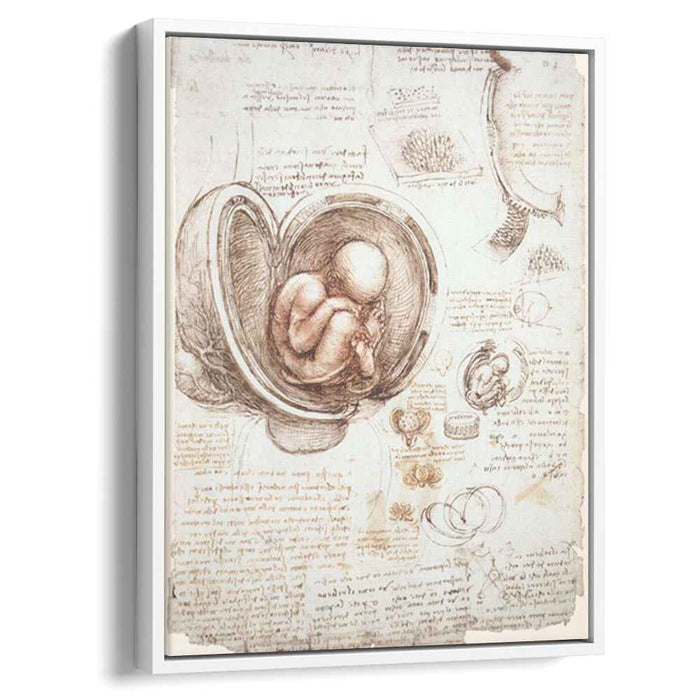 Studies of the foetus in the womb (1513) by Leonardo da Vinci