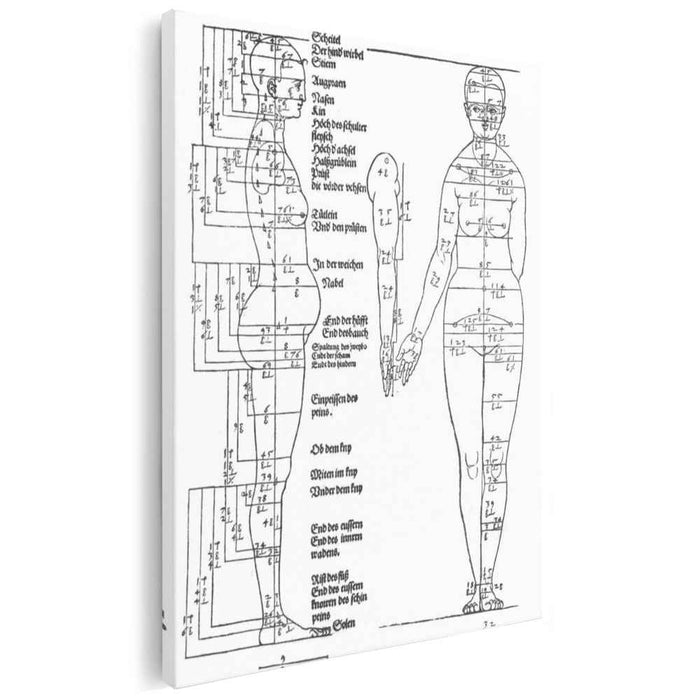 Studies on the Proportions of the Female Body (1528) by Albrecht Durer