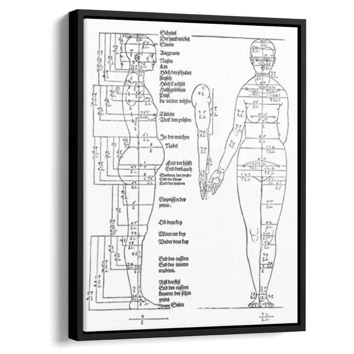Studies on the Proportions of the Female Body (1528) by Albrecht Durer