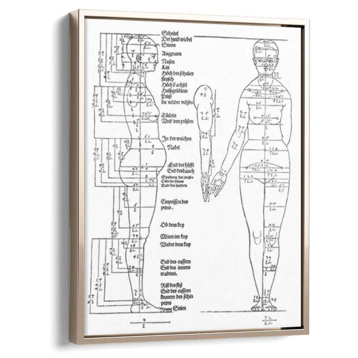 Studies on the Proportions of the Female Body (1528) by Albrecht Durer