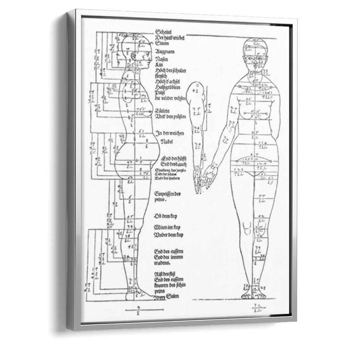 Studies on the Proportions of the Female Body (1528) by Albrecht Durer