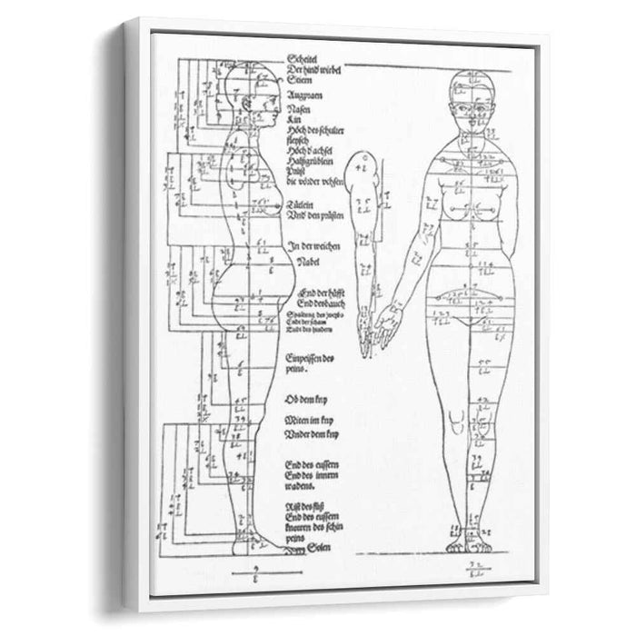 Studies on the Proportions of the Female Body (1528) by Albrecht Durer