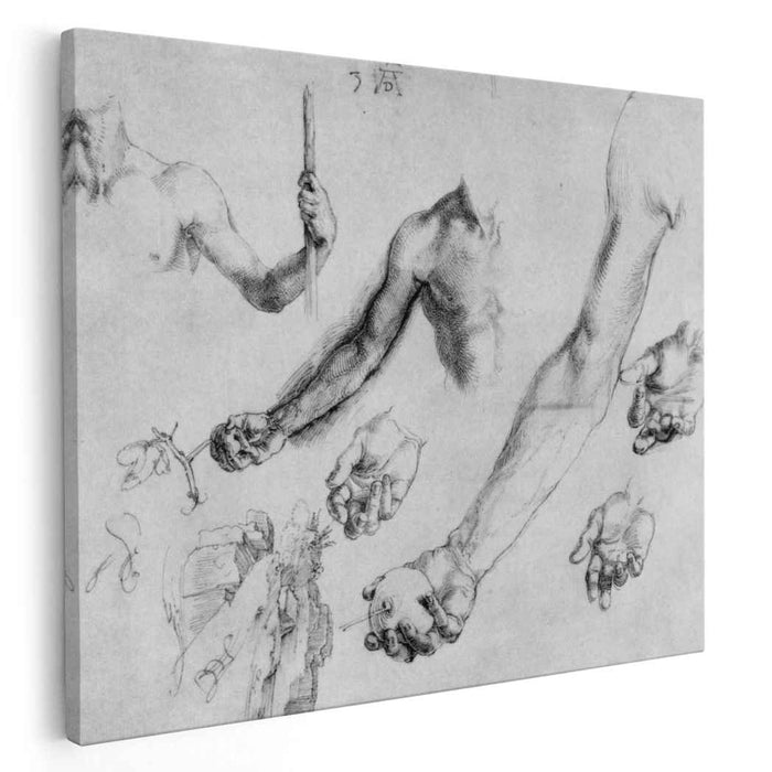 Study of male hands and arms (1504) by Albrecht Durer