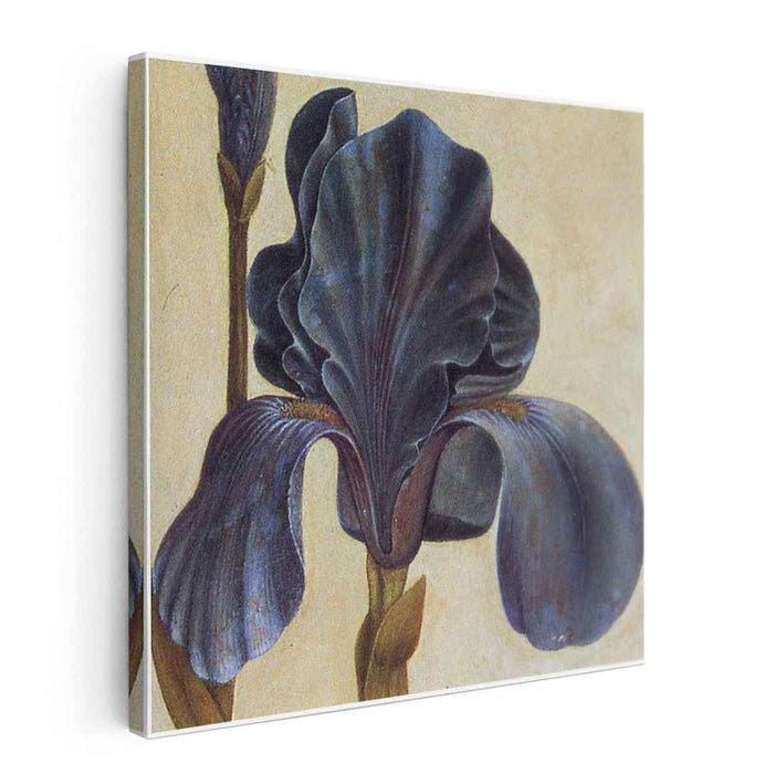 Troiana Iris (Detail) by Albrecht Durer