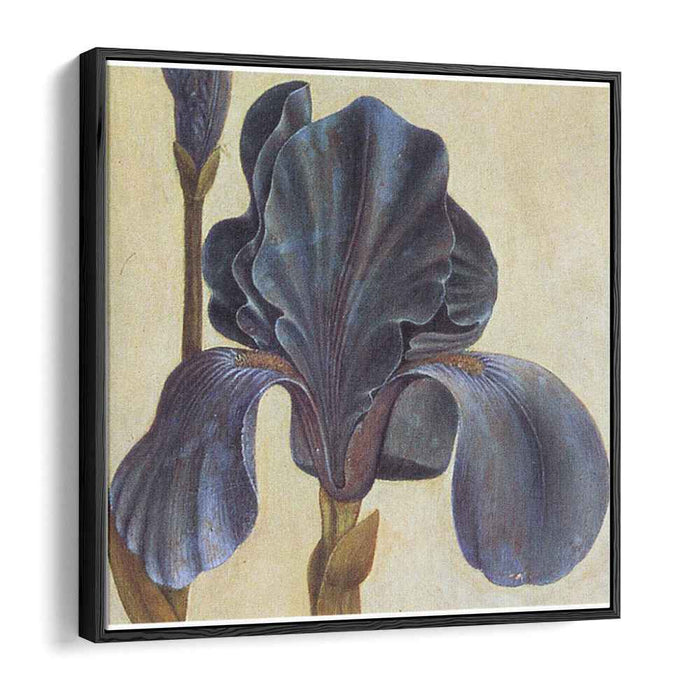 Troiana Iris (Detail) by Albrecht Durer