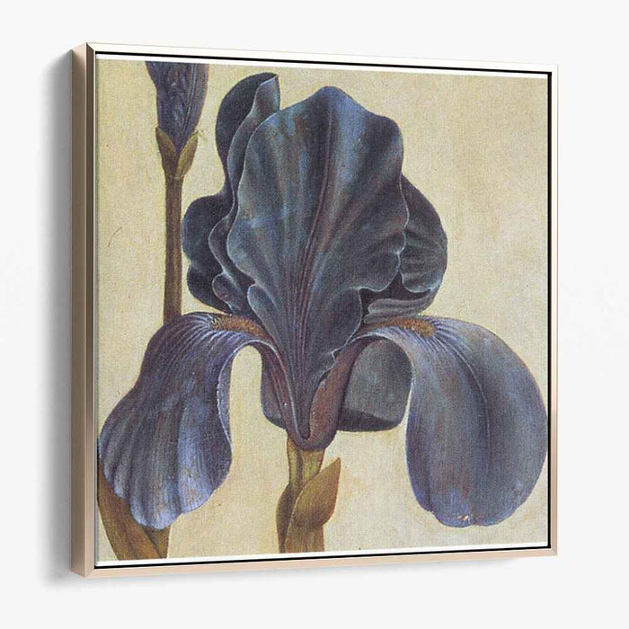 Troiana Iris (Detail) by Albrecht Durer