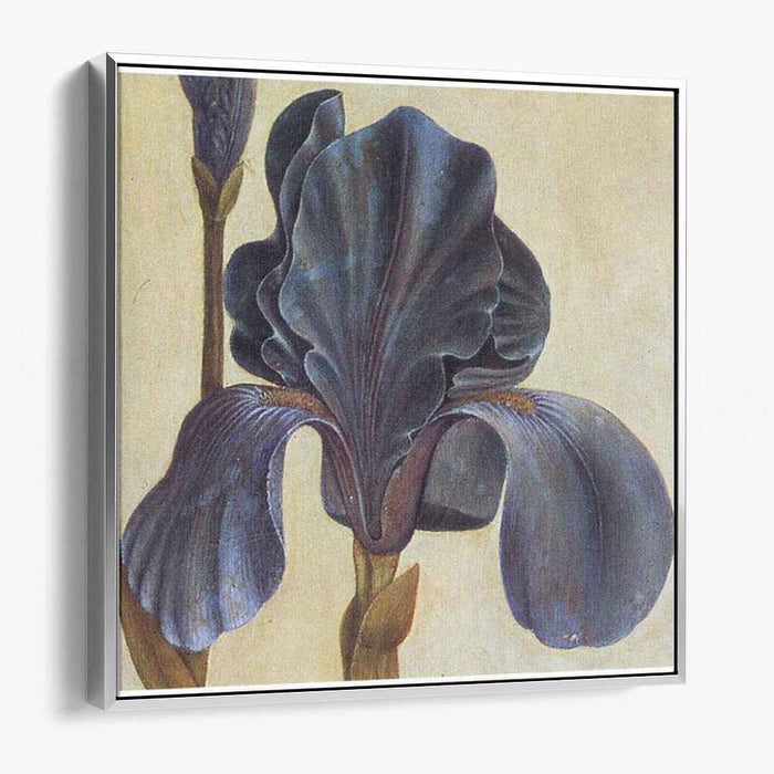Troiana Iris (Detail) by Albrecht Durer