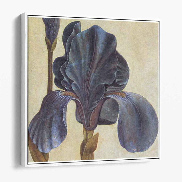 Troiana Iris (Detail) by Albrecht Durer