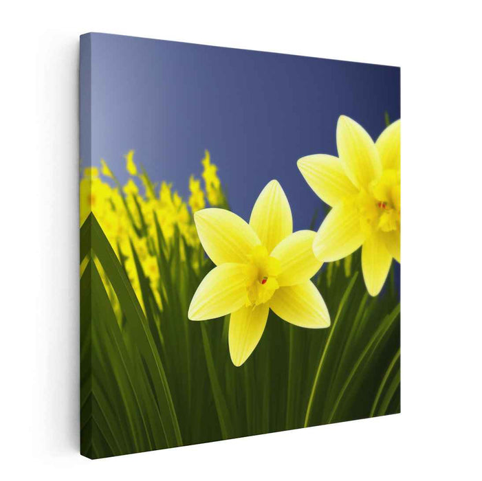 Daffodils Illustration #003