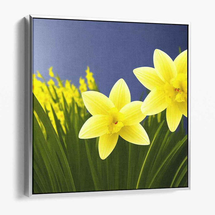 Daffodils Illustration #003