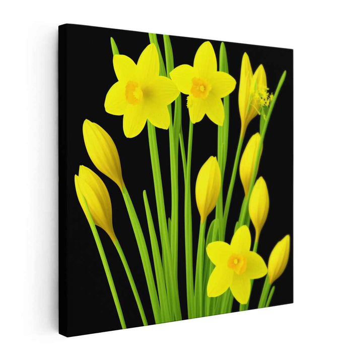 Night's Blooming Yellow: Captivating Daffodils on Black Canvas Art Print