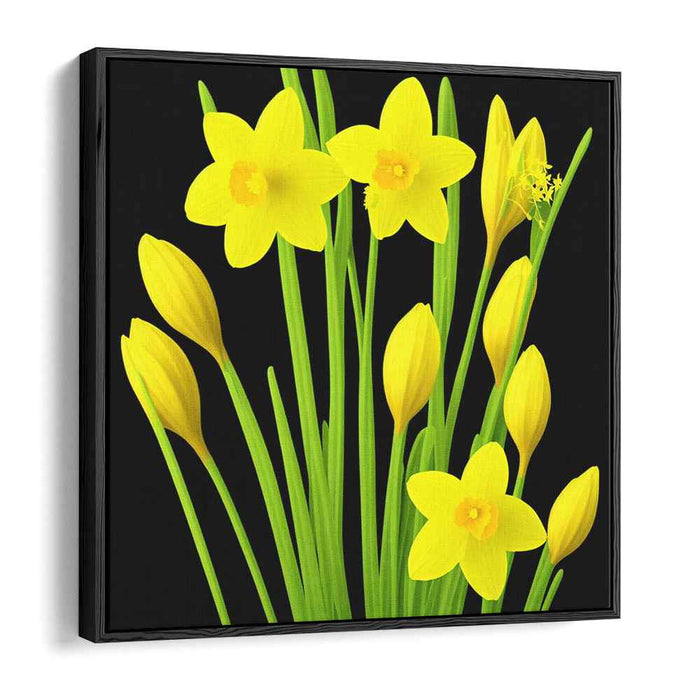 Night's Blooming Yellow: Captivating Daffodils on Black Canvas Art Print