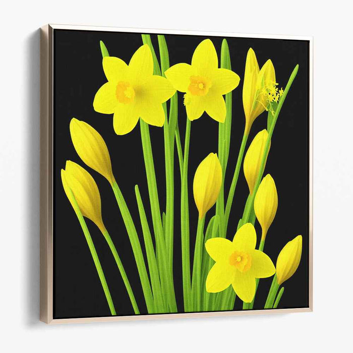 Night's Blooming Yellow: Captivating Daffodils on Black Canvas Art Print