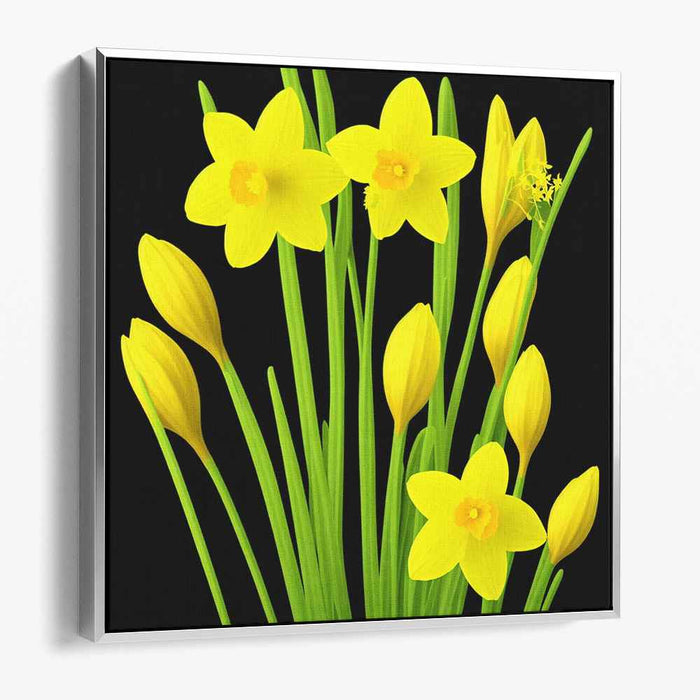 Night's Blooming Yellow: Captivating Daffodils on Black Canvas Art Print