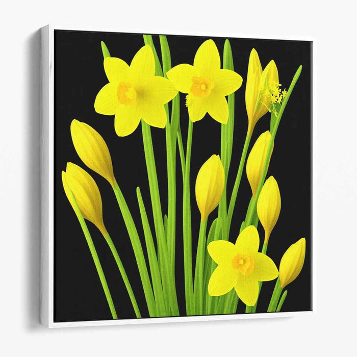 Night's Blooming Yellow: Captivating Daffodils on Black Canvas Art Print