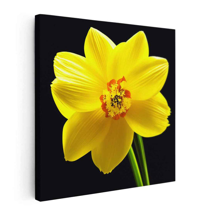Vivid Petal Illusion: Hyperrealistic Yellow Daffodil on Canvas