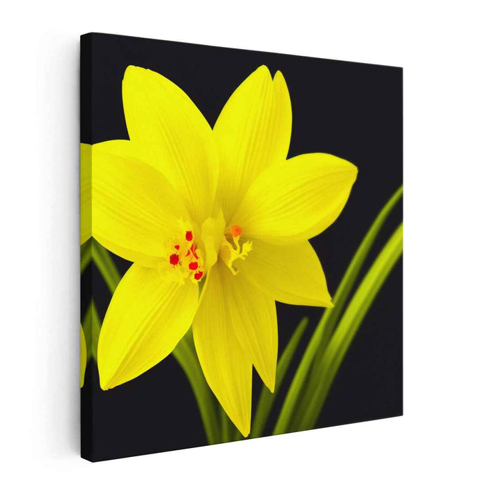 Radiant Daffodil: Realistic Yellow Floral Canvas Art Print