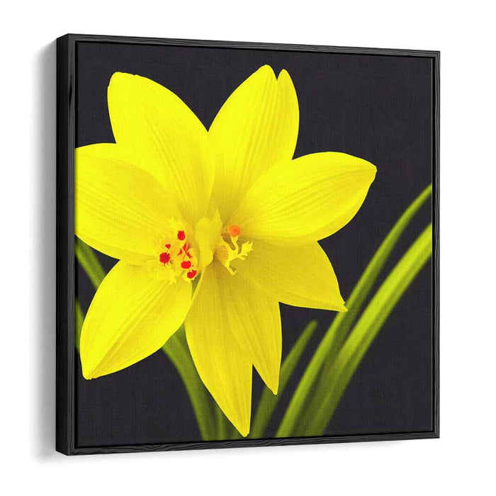 Radiant Daffodil: Realistic Yellow Floral Canvas Art Print