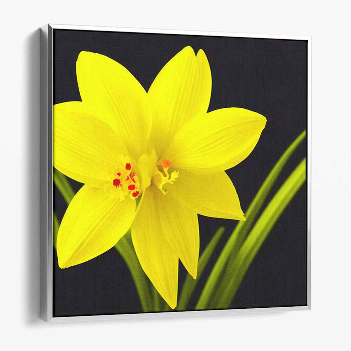 Radiant Daffodil: Realistic Yellow Floral Canvas Art Print