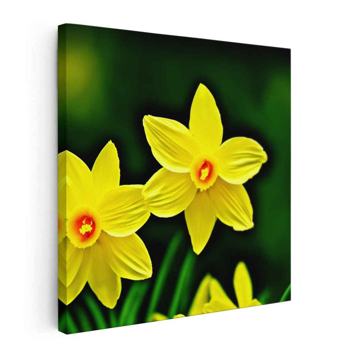 Botanical Sunlight Study: Realistic Daffodil Canvas Art Print