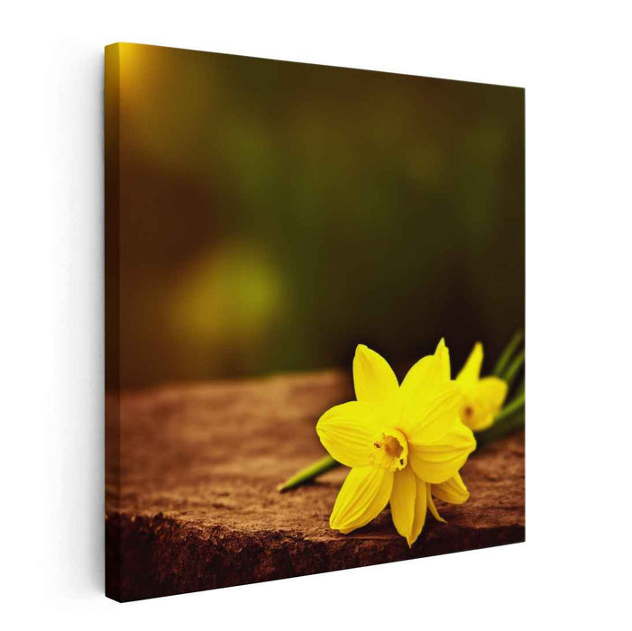 Sunlit Memories: Realistic Yellow Daffodils on Rustic Wood Canvas Art Print