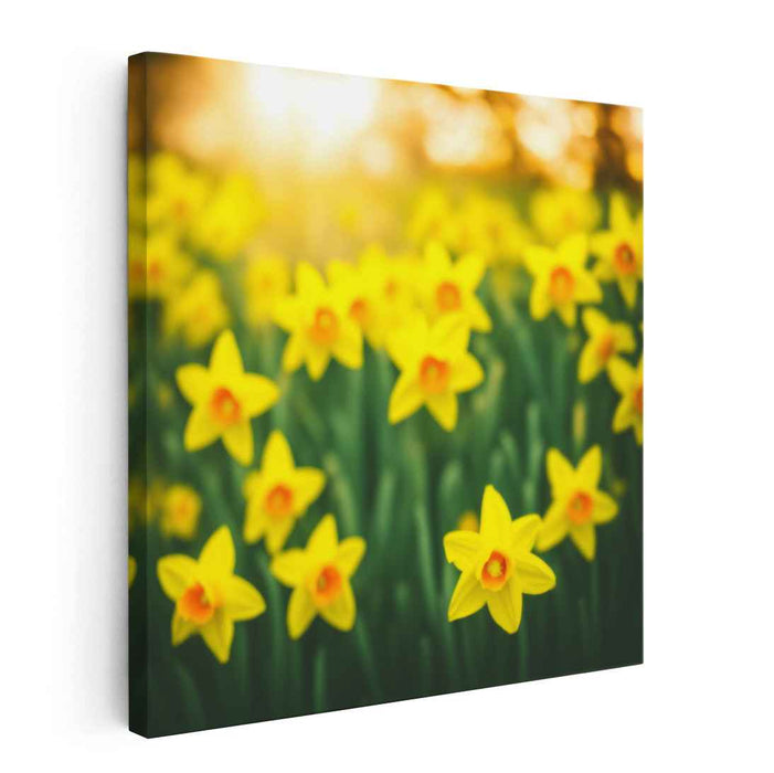 Sunlit Daffodil Field: Nature's Golden Bloom