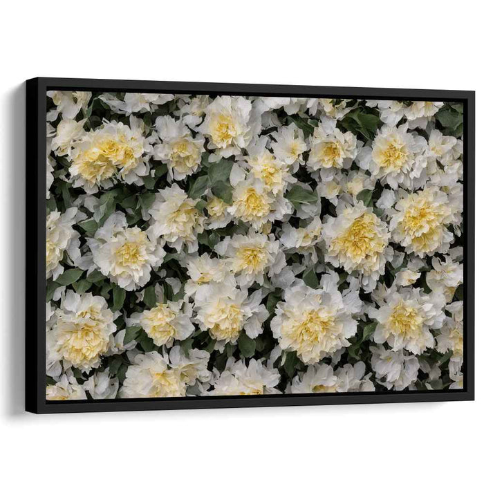 Vintage Daffodils #108