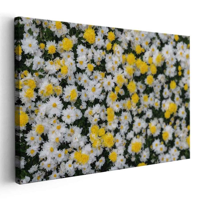 Ethereal Blooms Dance Together: Lush White and Yellow Chrysanthemum Canvas Art Print