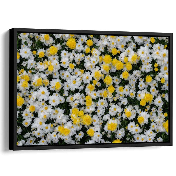 Ethereal Blooms Dance Together: Lush White and Yellow Chrysanthemum Canvas Art Print