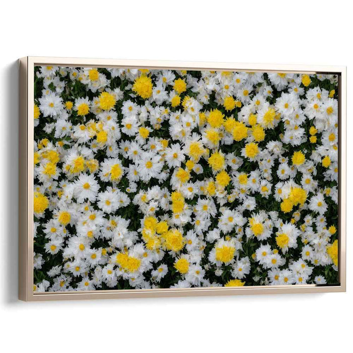 Ethereal Blooms Dance Together: Lush White and Yellow Chrysanthemum Canvas Art Print