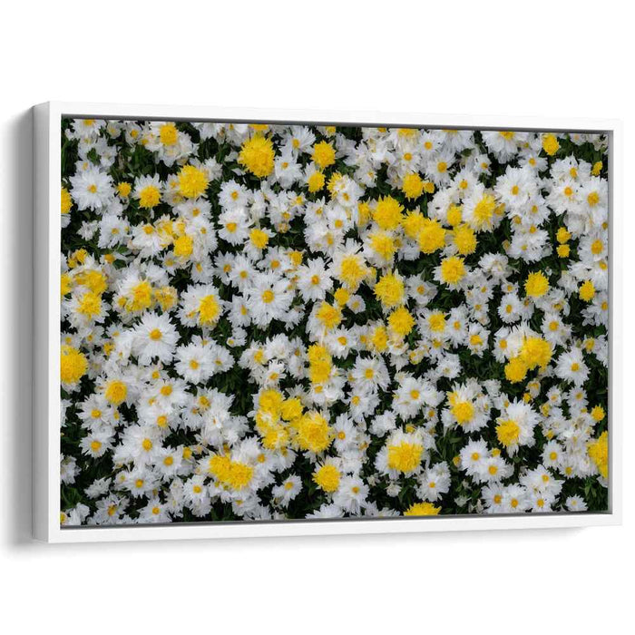 Ethereal Blooms Dance Together: Lush White and Yellow Chrysanthemum Canvas Art Print